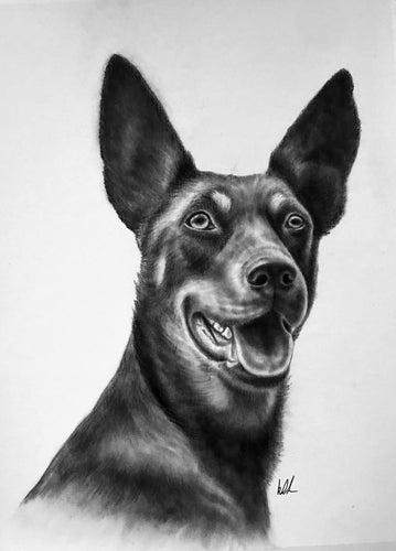 Rosie the Kelpie rolled poly fibre canvas print