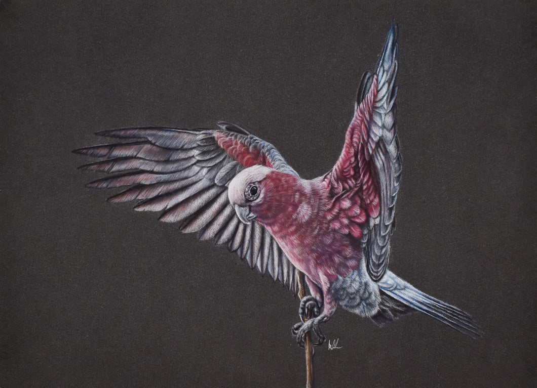 Pink Galah original artwork professionally framed