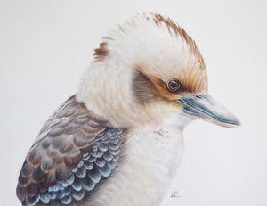 Kookaburra king studio stock