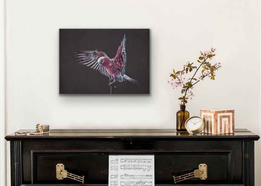 Galah stretched canvas