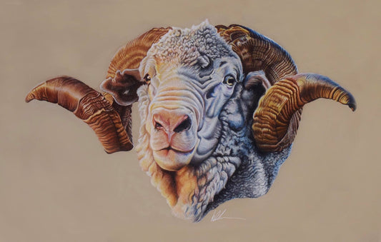 Hay runner ram