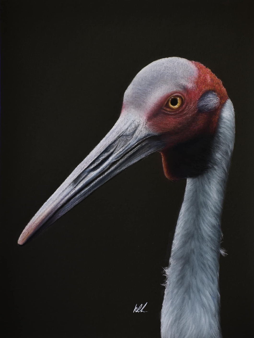 Brolga