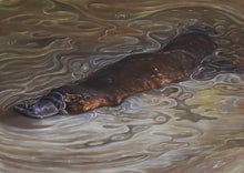 Load image into Gallery viewer, Original artwork Platypus play