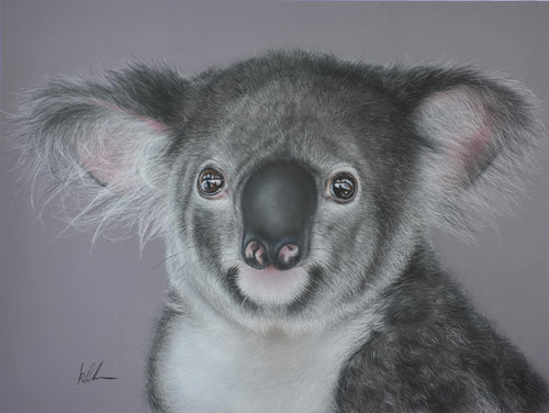 Drop bear original