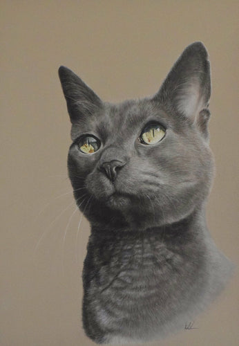 Russian blue