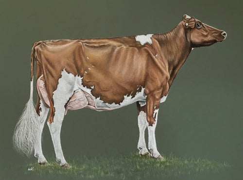 Kite the show cow